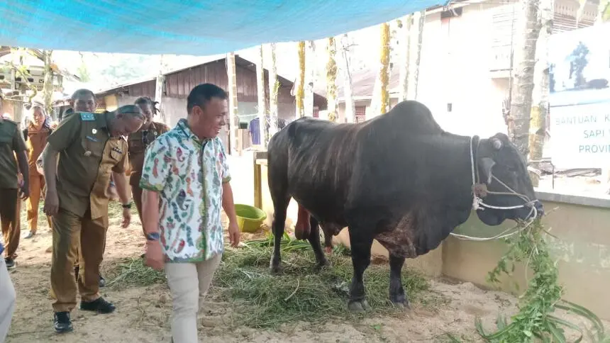 Pemkab Tapteng Serahkan Bantuan Hewan Kurban Dari Presiden dan Wapres