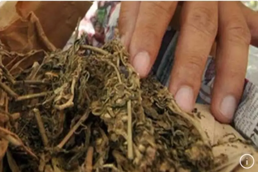 Enam Pelaku Narkotika Jenis Ganja Ditangkap, Tiga di Antaranya Pengedar