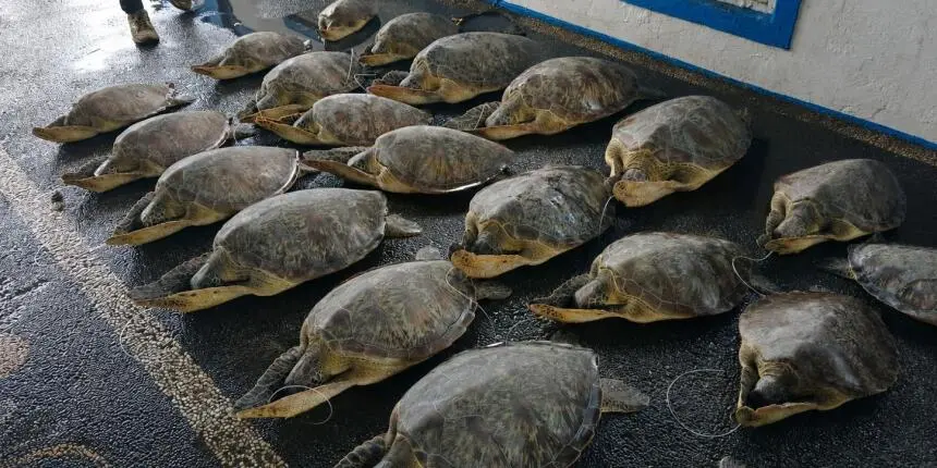 KKP Lepasliarkan 21 Penyu Hijau yang Terancam Punah ke Habitat Aslinya