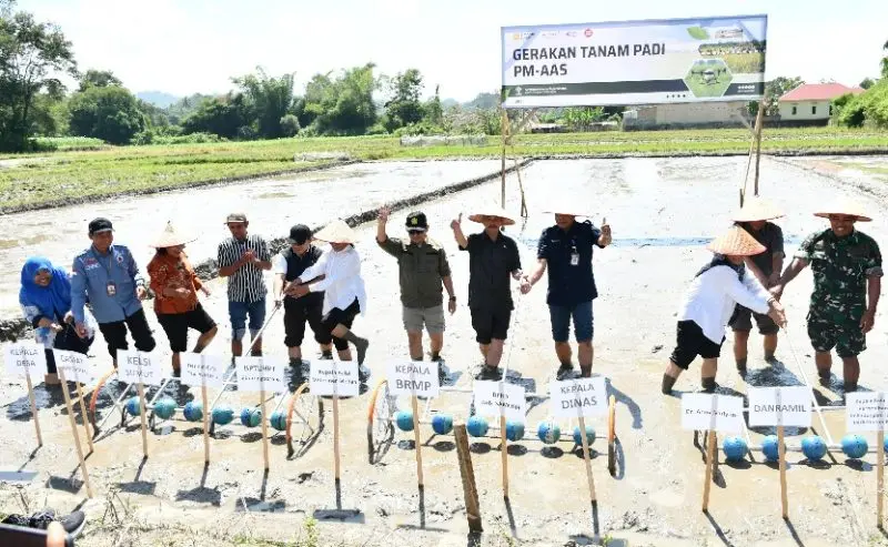 Program PM-AAS Gebrakan Baru Pertanian Samosir: 148 Hektare Sawah Dipacu, Target Produksi 10 Ton per Hektare