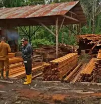 Sawmil Ditutup, UPT KPH II Siantar Biarkan Barang Bukti Kayu Berpindah