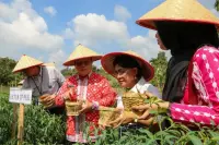 Wali Kota Panen Perdana Cabai Program Contract Farming di Sitalasari
