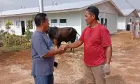 Gubernur Bobby Nasution Salurkan 10 Ekor Sapi untuk Korban Bencana di Tapsel dan Tapteng Jelang Lebaran