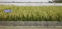 Hadapi Kemarau Lebih Awal, Kementan Dorong Pemanfaatan Varietas Padi Adaptif