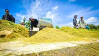 Rekor Baru! Stok Beras Nasional Capai 4,3 Juta Ton, Tertinggi Sepanjang Sejarah