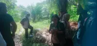 Pengrusakan Kebun Sawit Warga, Pelaku Sebut Perintah Pangulu Panduman