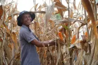 Inpres Nomor 3 Tahun 2026 Terbit, Komitmen Keberpihakan terhadap Petani Jagung Indonesia