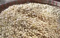 Harga Kedelai Terkendali, Distributor dan Importir Harus Patuhi Harga Acuan