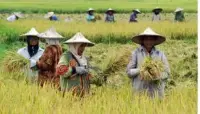 Produksi Beras dan Nilai Tukar Petani Pangan Kompak Naik, Penyerapan Beras Pemerintah Tanpa Impor Terus Dipacu