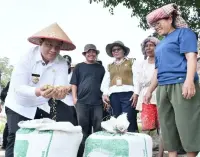 Taksi Alsintan Permudah Petani, Bupati Samosir Vandiko T. Gultom Turun Langsung Panen Padi Bersama Masyarakat