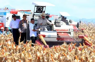 Surplus Jagung Kokohkan Ketahanan Pangan Nasiona