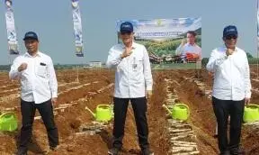 Akselerasi Swasembada Pangan, Kementan Gelar Tanam Serentak Komoditas Perkebunan di 12 Provinsi