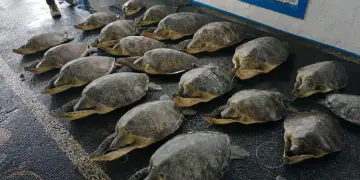 KKP Lepasliarkan 21 Penyu Hijau yang Terancam Punah ke Habitat Aslinya