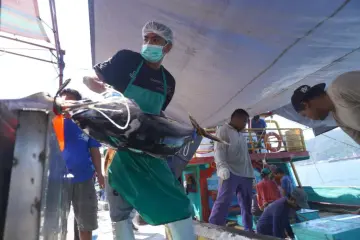 Publikasi Greenpeace tentang Tuna: Laporan Tidak Akurat yang Dapat Mendistorsi Pasar Ekspor dan Menghancurkan Masyarakat Pesisir Indonesia