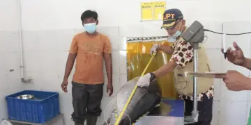 Tarif 0 Persen Tuna Cakalang ke Jepang, KKP Jaga Kualitas Rantai Produksi Perikanan