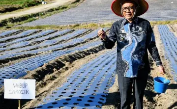 Wabup Samosir Bersama Dirjen Hortikultura Kementan Tanam Bawang Putih, Dorong Samosir Jadi Sentra Swasembada Pangan
