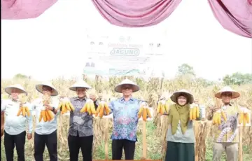 Panen Jagung di Tunggurono, Dorong Ketahanan Pangan dan Kesejahteraan Petani