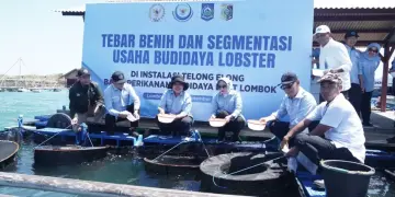KKP Dorong Kemajuan Ekosistem Budi Daya Lobster di Lombok Timur
