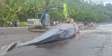 KKP Tangani Paus Sperma Terdampar di Ternate