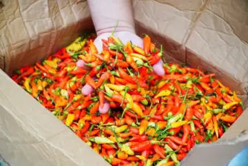 Redam Harga Cabai Rawit, Bapanas Bareng Kementan Jalankan Program Fasilitasi Distribusi Pangan