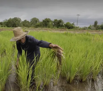 Kementan Alokasikan AUTP untuk 100 Ribu Hektare, Lindungi Petani Hadapi El Nino