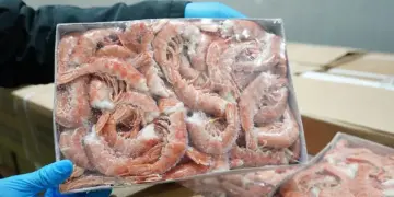 KKP Amankan 1.048 Ton Udang Impor Diduga Langgar Aturan di Jawa Timur