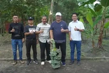 Bupati Asahan Panen Perdana Pisang Kepok Abu Hijau Surya