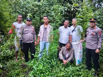 12 Pokok Tanaman Ganja di Panei Tongah Diamankan Polisi